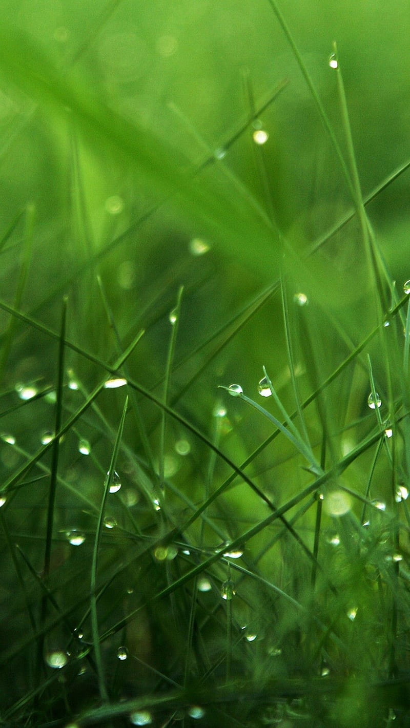 Grass Pitch iPhone Wallpaper