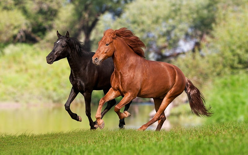 Running my friend, I'll go to you, farm, friend, running, cavalo, caballo, horse, animals, HD wallpaper