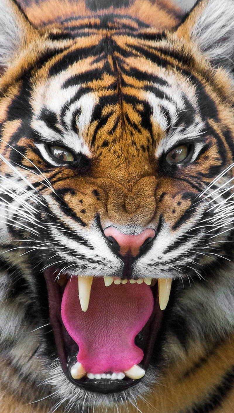 Tiger Face, angry, face, teeth, tiger, HD phone wallpaper | Peakpx