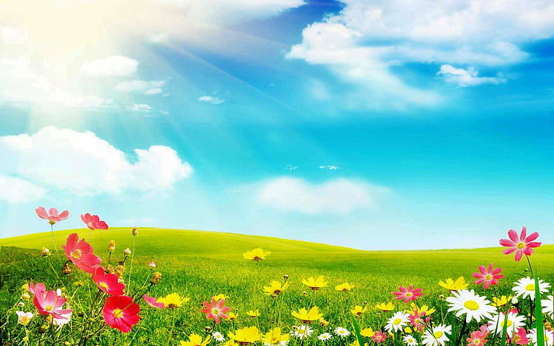 Flores en el campo, flores, naturaleza, diversión, prado, Fondo de pantalla  HD | Peakpx