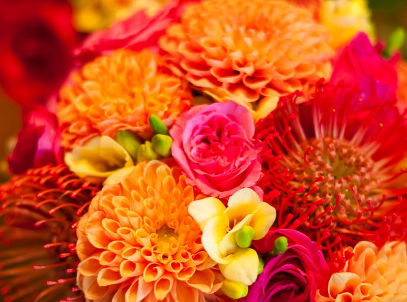 Dahlias, orange, wedding bouquets, fuchsia, bouquet, flower, flowers, nature, wedding bouquet, dahlia, HD wallpaper