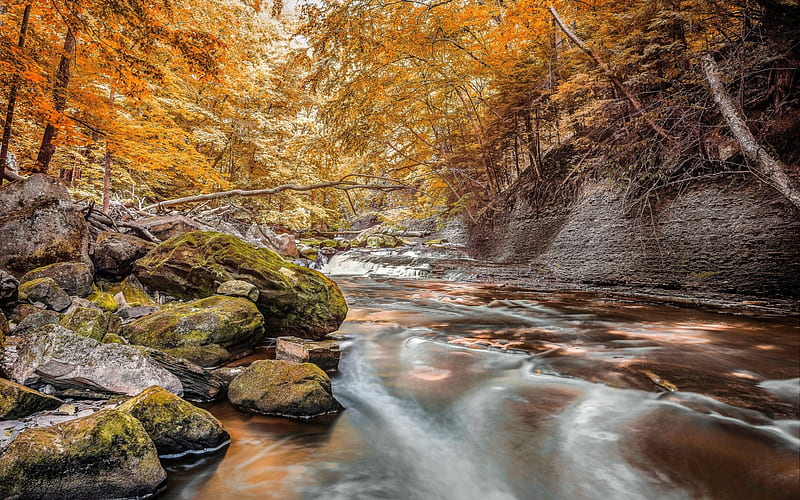 mountain stream, autumn, yellow trees, forest, yellow leaves, stones, HD wallpaper
