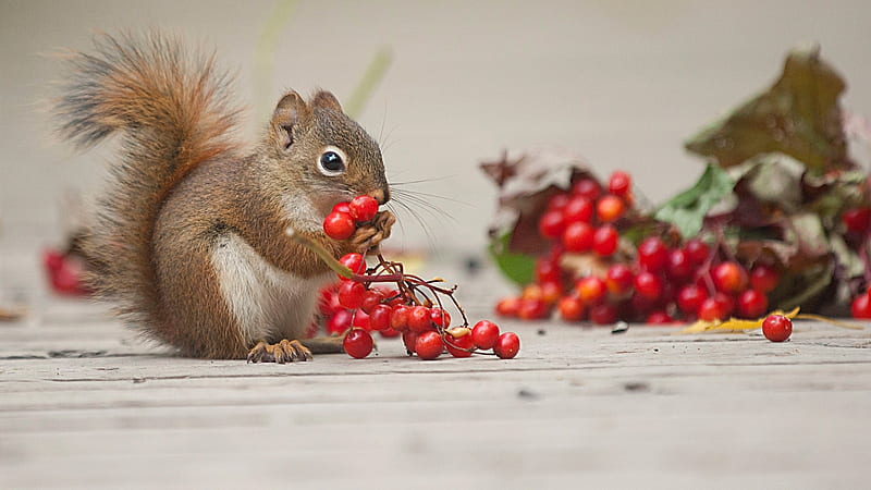 squirrel with berries, berries, protein, viburnum, rodent, animal, HD wallpaper