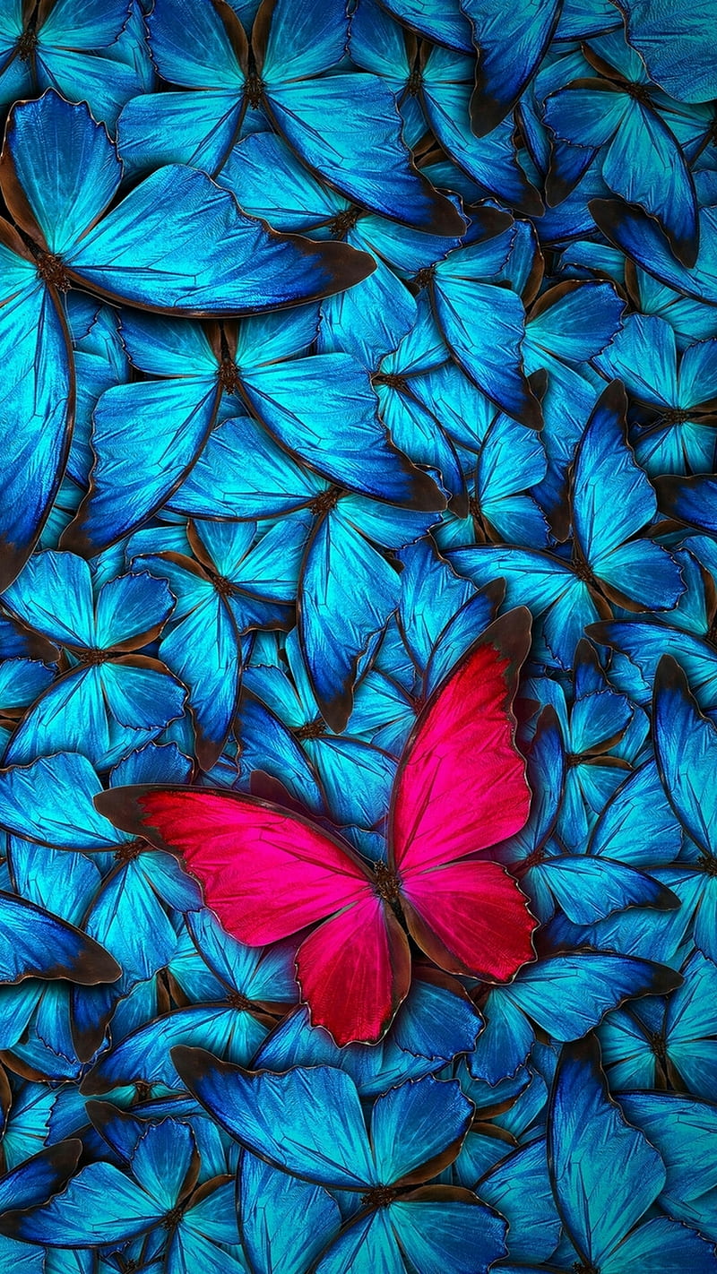 Butterfly, blue, pink, HD phone wallpaper