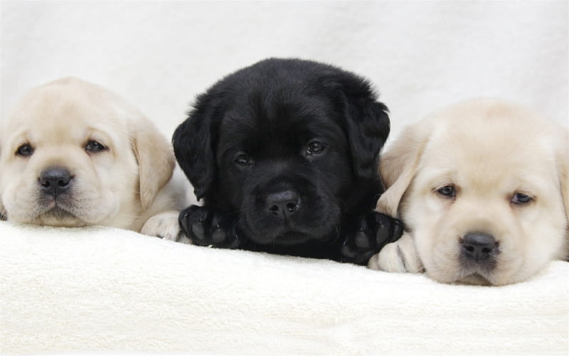 Labrador retriever puppies, white and black puppy, cute little dogs, pets, HD wallpaper