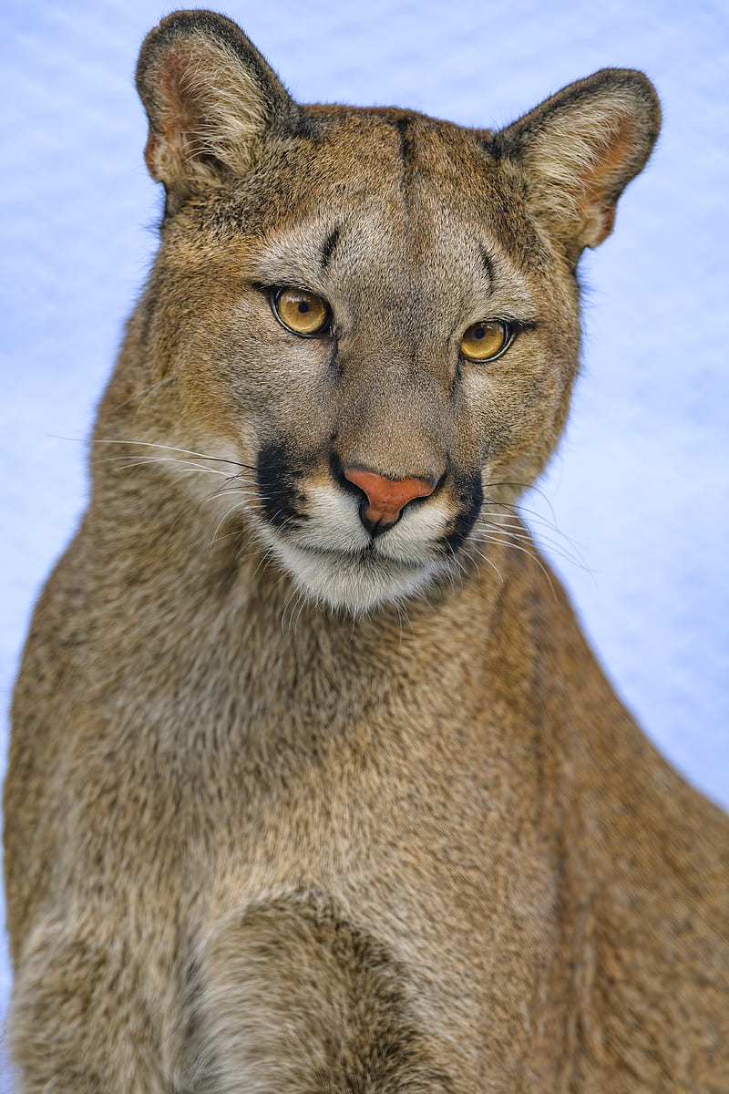Puma, animal, mirada, depredador, grande, Fondo pantalla de teléfono HD | Peakpx