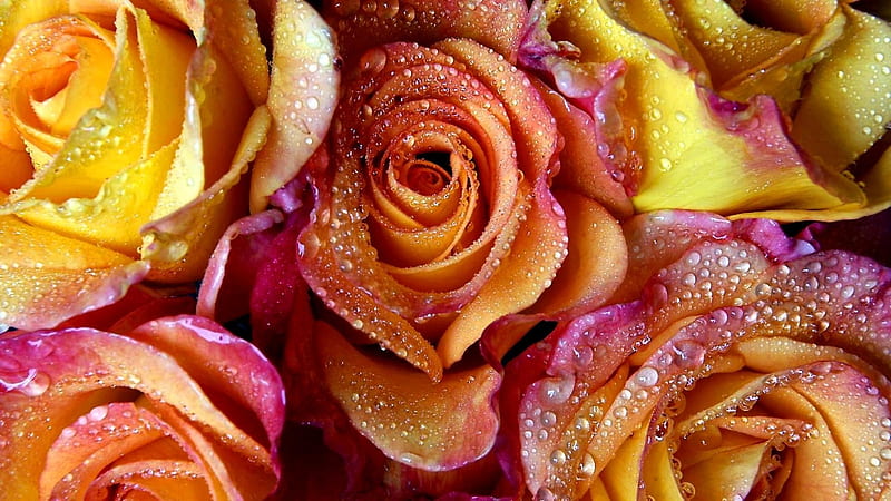 Roses background, pretty, lovely, wet, background, bonito, drops, roses, HD wallpaper