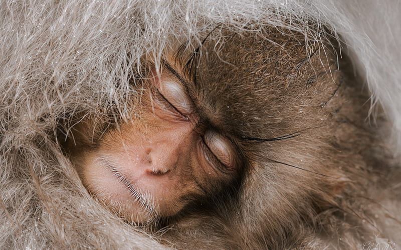 Japanese macaque, sleeping monkey, close-up, snow monkey, macaques, Macaca fuscata, HD wallpaper