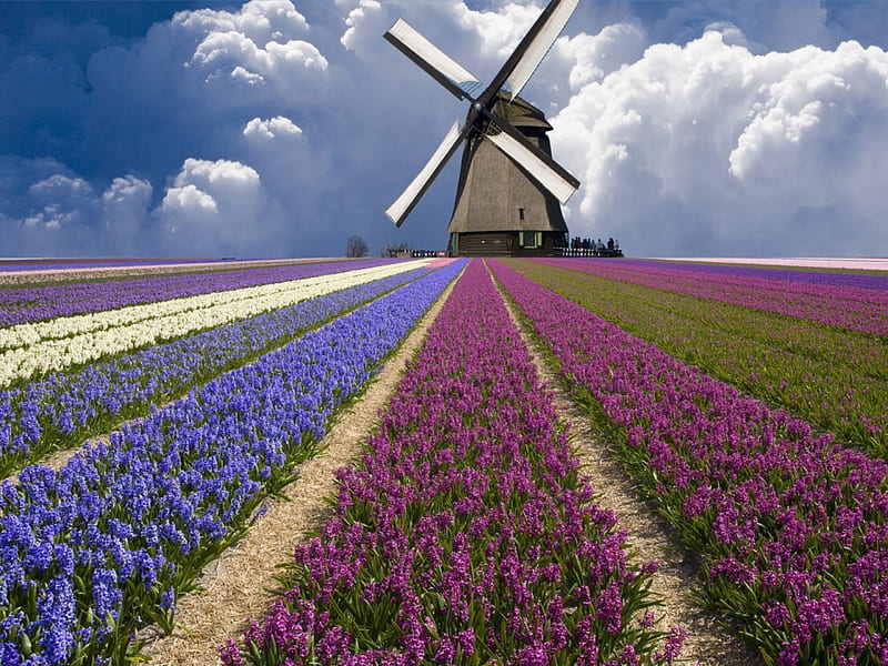 Field of Hyacinths, hyacinths, windmill, travel, netherlands, north holland, province, flower, flowers, nature, fields, field, HD wallpaper