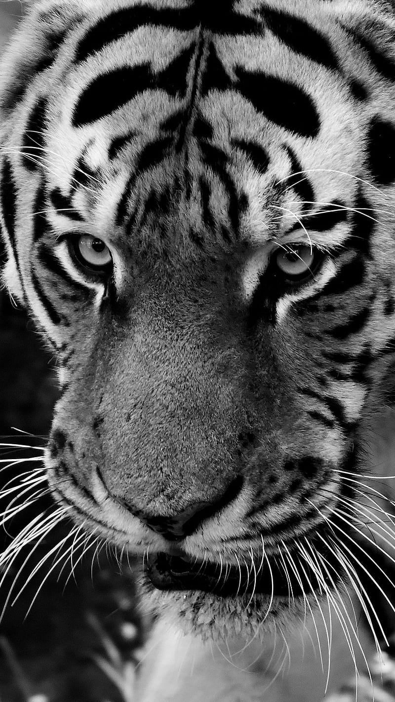 Black and White Tiger , bnw, predator, sight, muzzle, wild animal, black and white, HD phone wallpaper