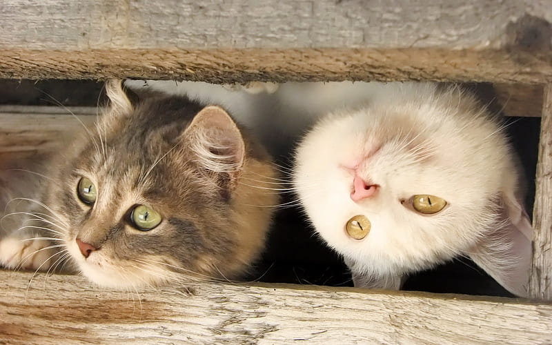 british shorthair cats, cute animals, friends, cats, wooden box, HD wallpaper