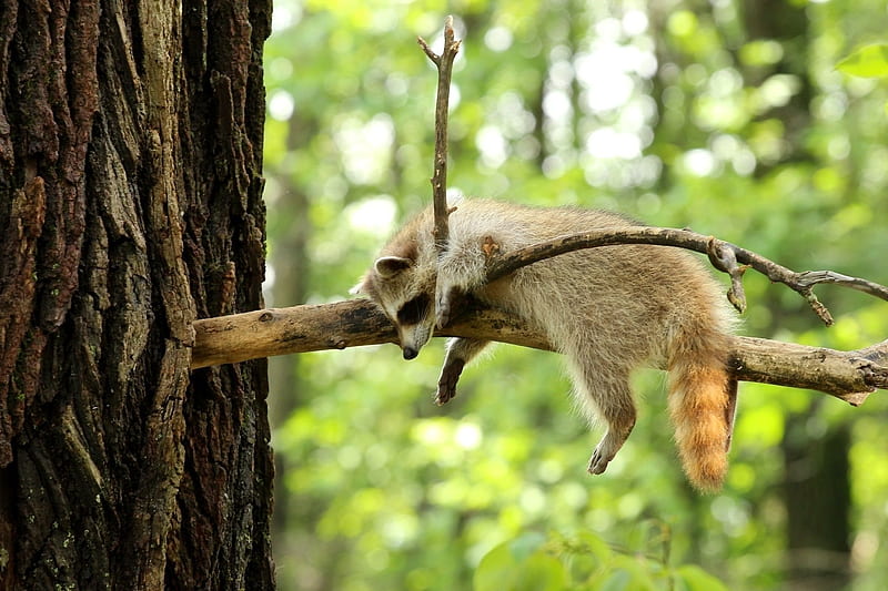 branch, tree, forest, relaxing raccoon, HD wallpaper