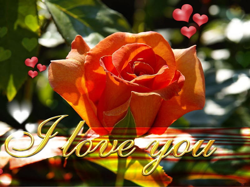Rose for my friend Jasnas, rose, orange, love, flower, flowers, nature, HD  wallpaper | Peakpx