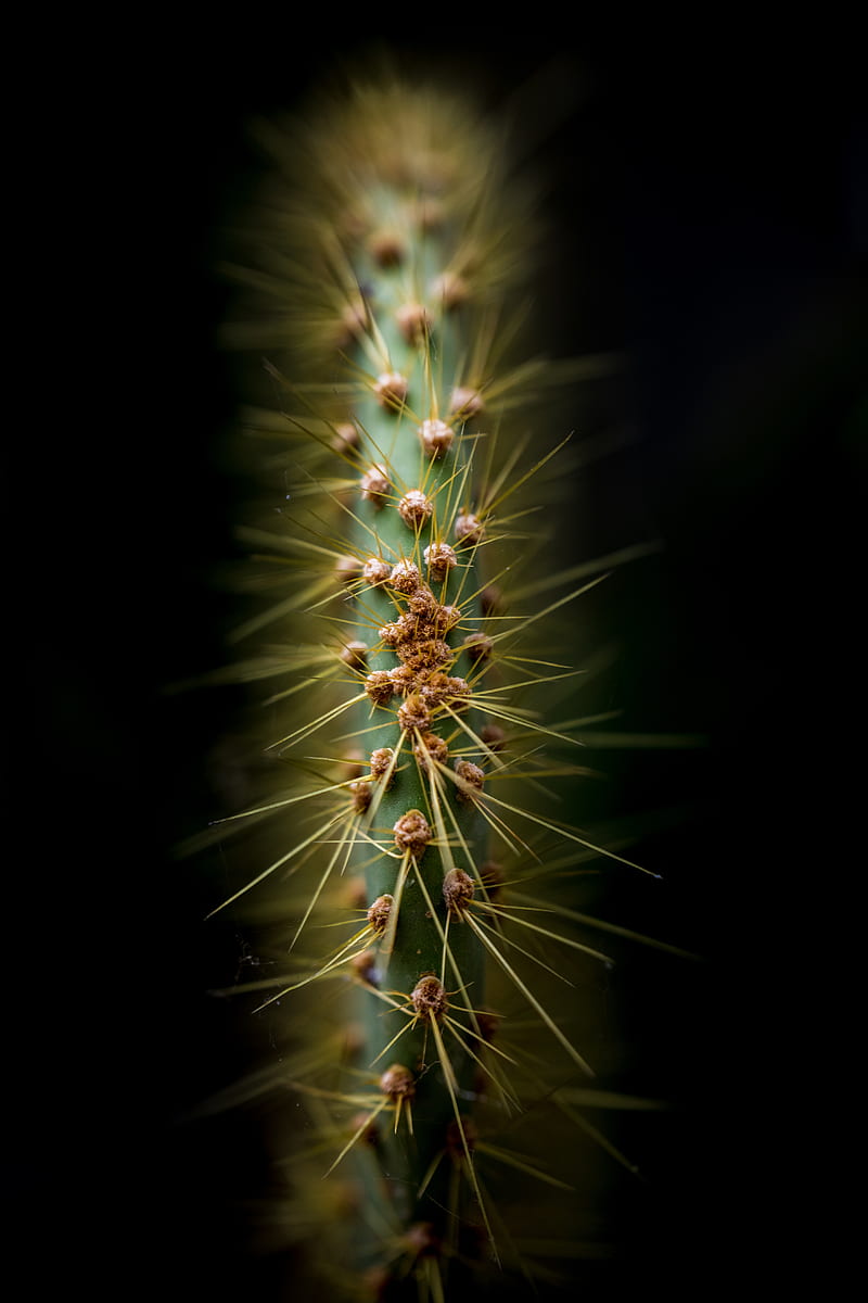 cactus, thorns, needles, macro, HD phone wallpaper