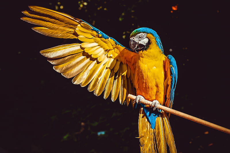 Blue And Yellow Macaw , macaw, parrot, birds, HD wallpaper