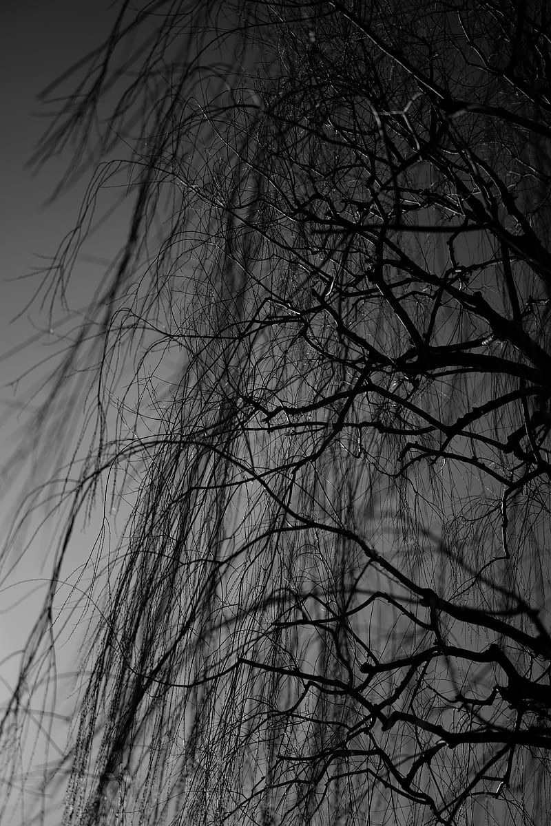branches, bw, tree, dark, HD phone wallpaper