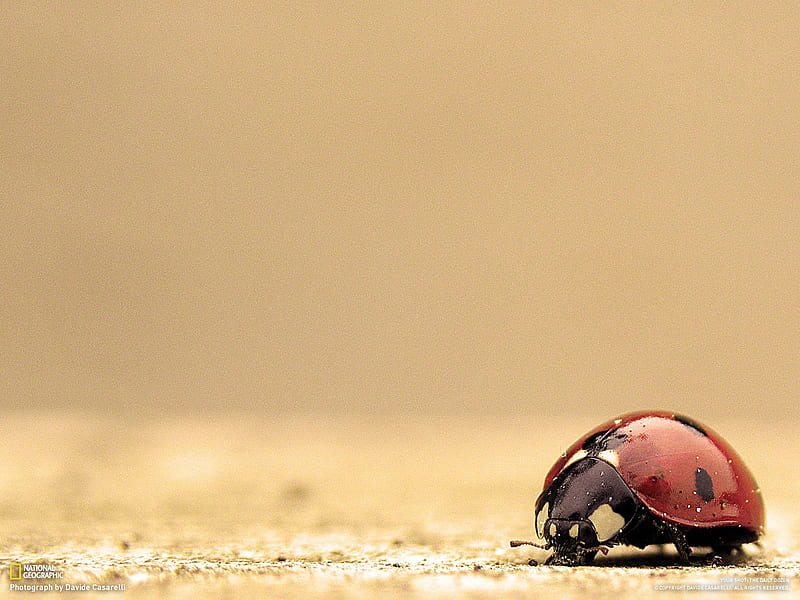 Ladybug-National Geographic- of the Day, HD wallpaper