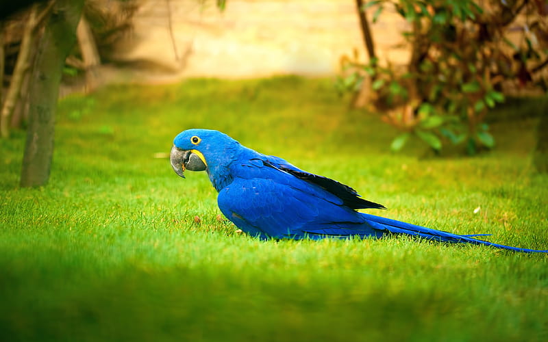 Hyacinth macaw parrots, close-up, blue parrot, macaw, Anodorhynchus hyacinthinus, HD wallpaper