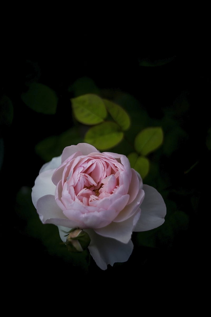 rose, flower, blossom, petals, bush, HD phone wallpaper