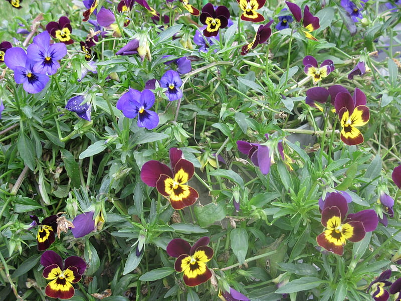 Flowers at Cold Lake Alberta, purple, green, flowers, yellow, graphy, HD wallpaper Flowers at Cold Lake Alberta, purple, green, flowers, yellow, graphy, HD wallpaper