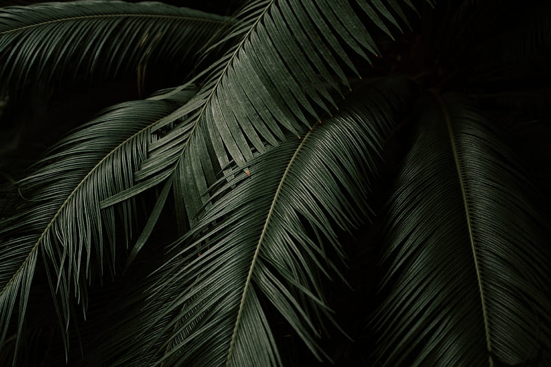 Palm, leaves, branches, dark, HD wallpaper | Peakpx