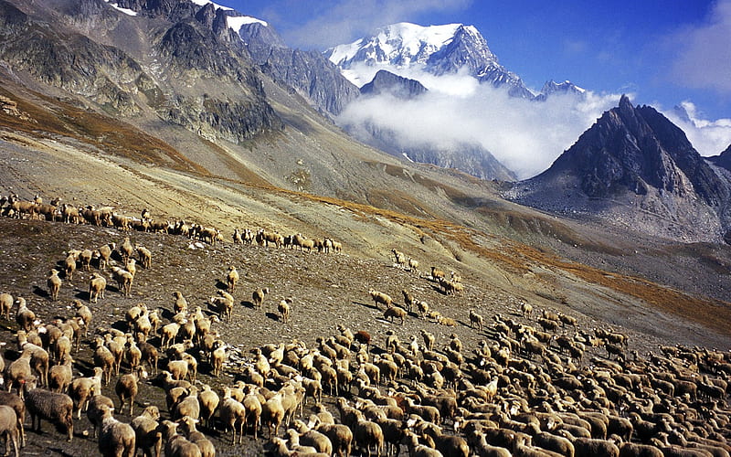 France Italy Mont Blanc flock border, HD wallpaper
