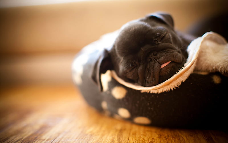 pug, black little puppy, little dog, sleeping puppy, funny dog, HD wallpaper