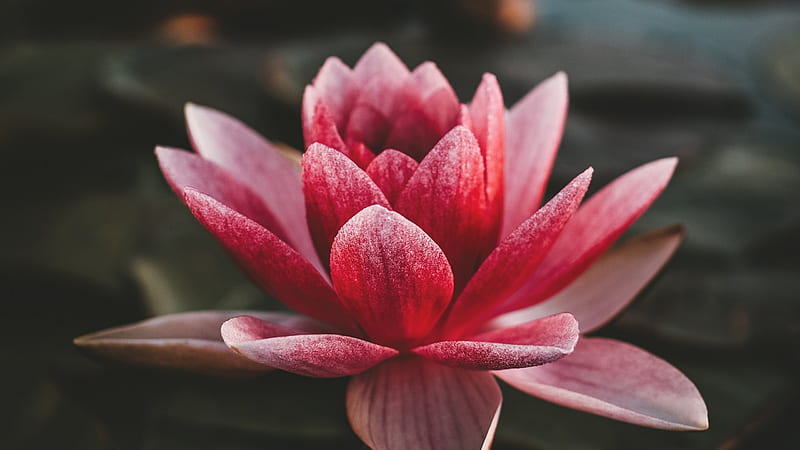 Lotus, vara, zoltan tasi, water lily, flower, summer, pink, HD wallpaper