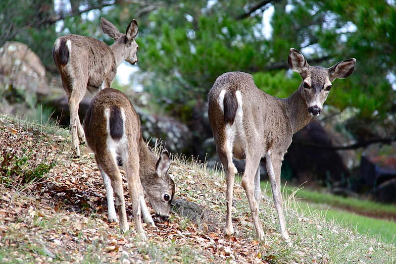 Female deer, look, group, individuals, back, HD wallpaper | Peakpx