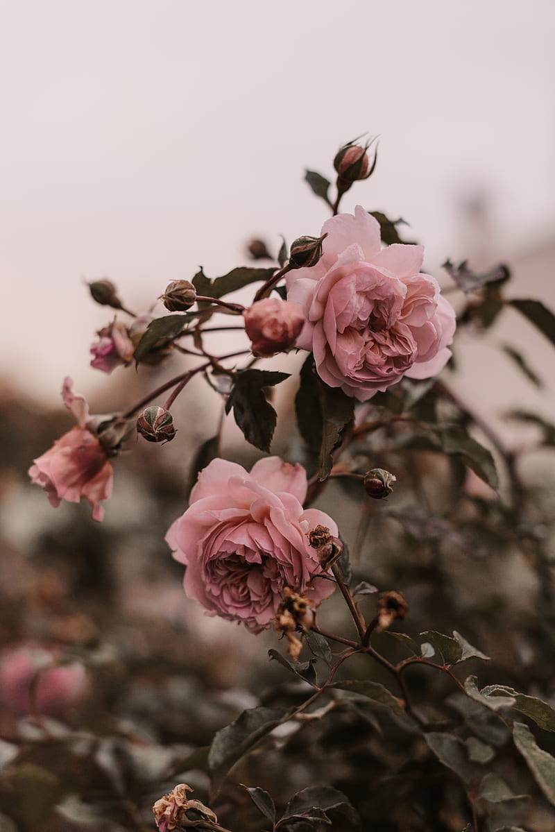 rose, pink, flowers, plant, bush, HD phone wallpaper