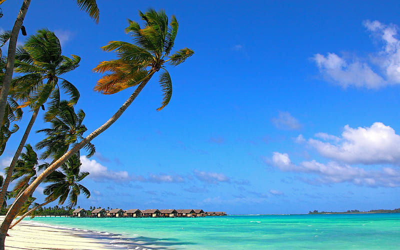 Maldives, Indian Ocean, palms, tropical island, summer travel, blue sky, HD wallpaper