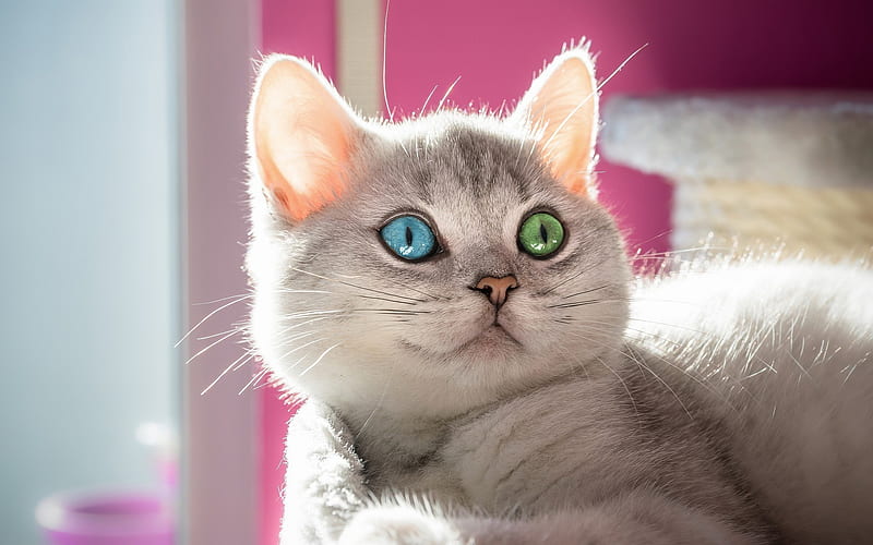 gray cat, heterochromia, cute animals, bokeh, pets, British Shorthair, cats, domestic cat, British Shorthair Cat, HD wallpaper