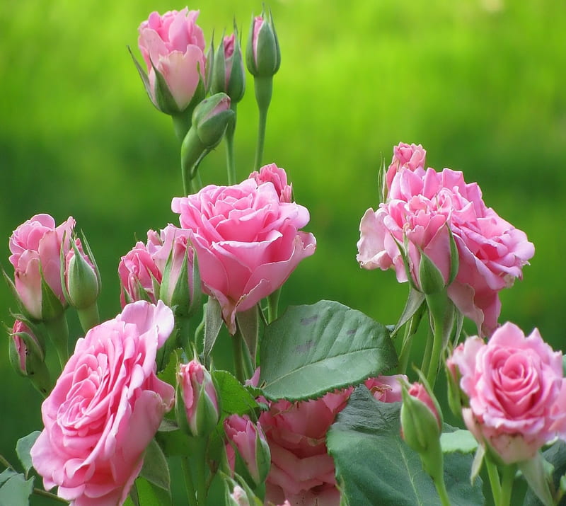 Pink Roses, flowers, nature, HD wallpaper | Peakpx