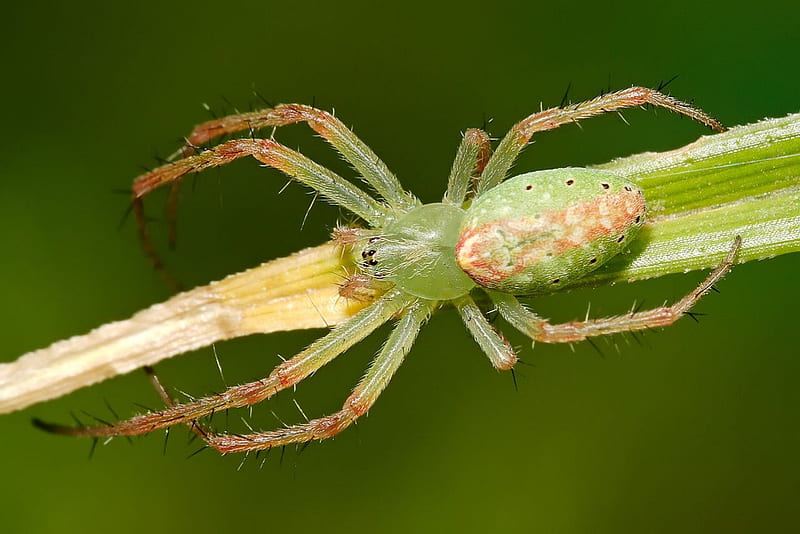 GREEN TENT SPIDER, webs, eight legs, green, arachnid, spider, HD wallpaper