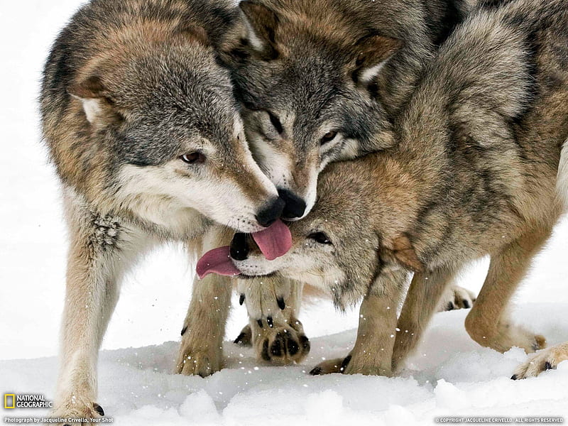Timber Wolves-National Geographic 2011 Best, HD wallpaper