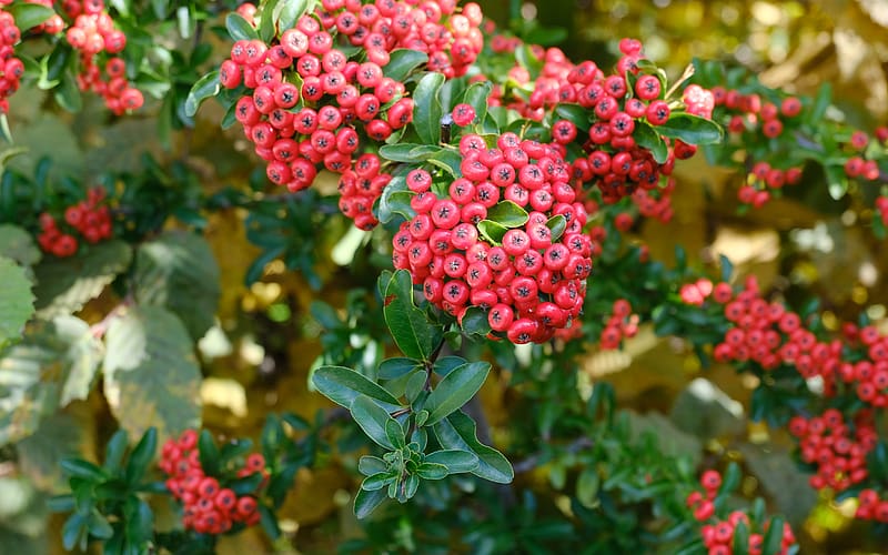 Pyracantha, plant, nature, flower, HD wallpaper