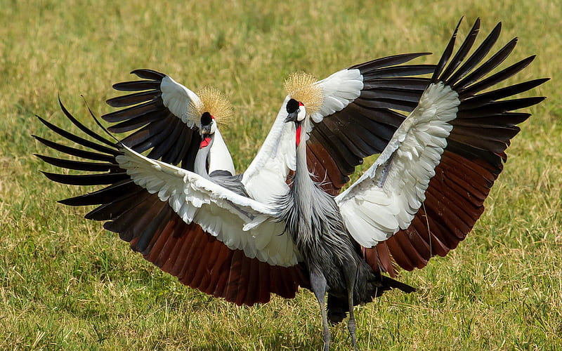 Eastern crowned cranes, red, wings, bird, pasari, black, dance, eastern crowned crane, white, HD wallpaper