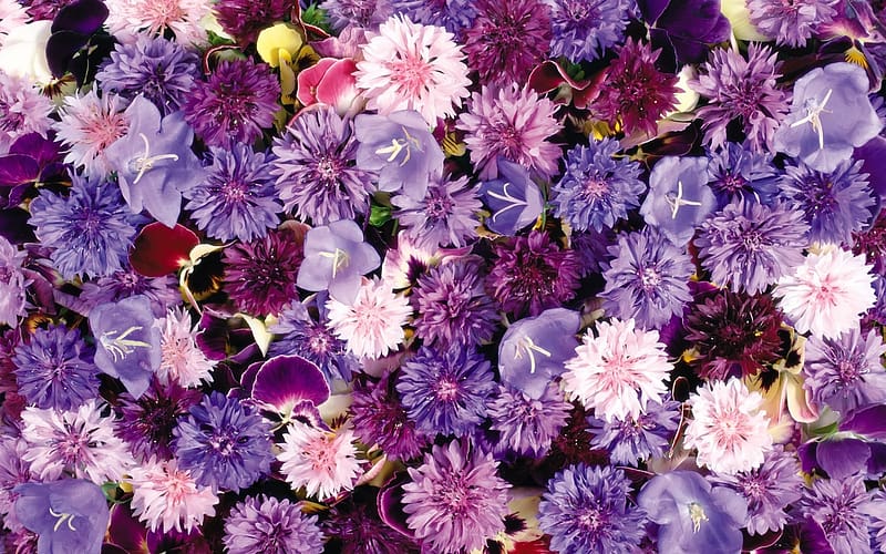 Flowers, Flower, , Carnation, Purple Flower, Pink Flower, HD wallpaper