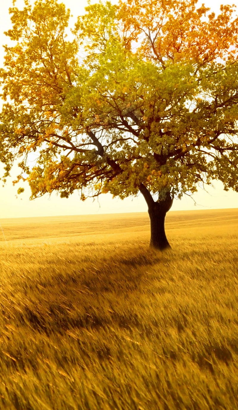Golden-wind, landscape, nature, HD phone wallpaper