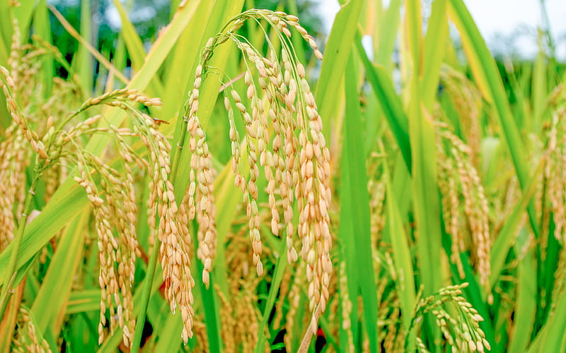 Summer growing rice plant graphy closeup, HD wallpaper