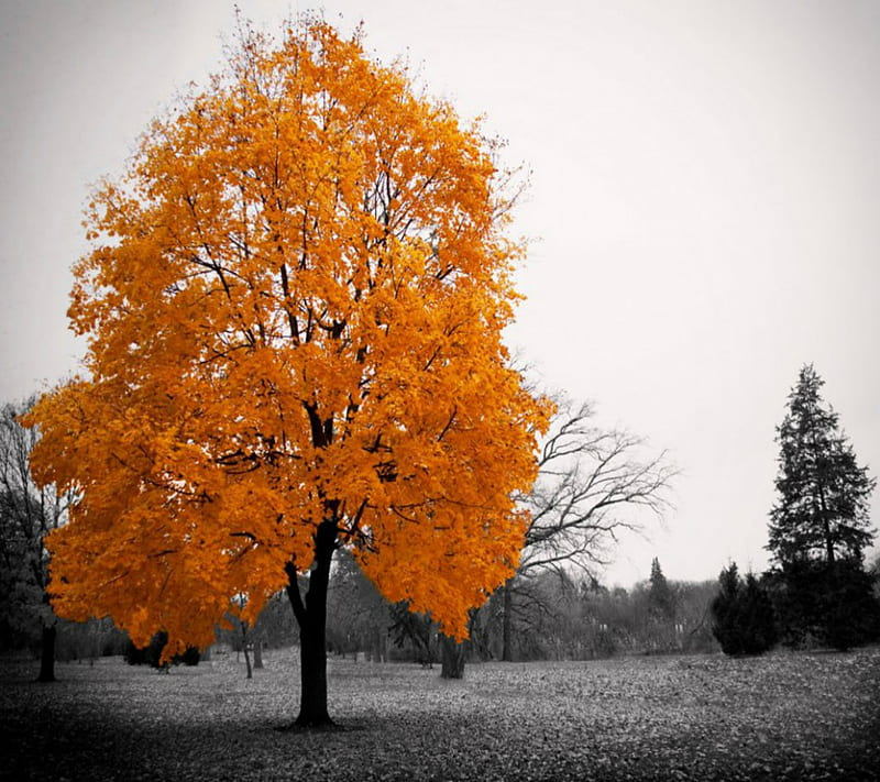 Yellow Tree, color splash, landscape, natural, nature, new, nice, tree ...