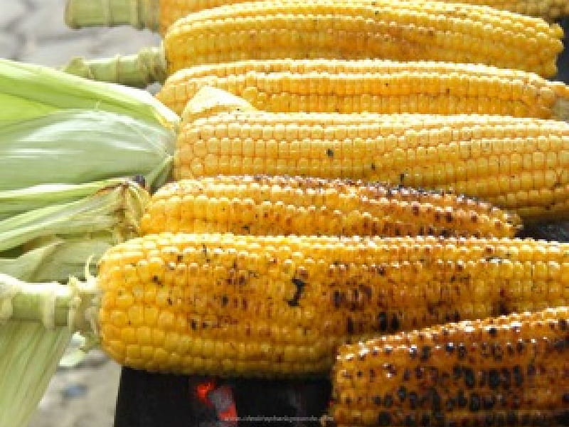 Grilled Corn , corn, corn on the cob, grilled, vegetables, yum, HD wallpaper