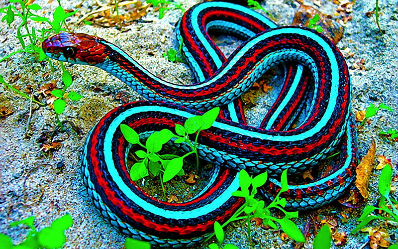 blue snake, grass, reptile, snake, animal, HD wallpaper