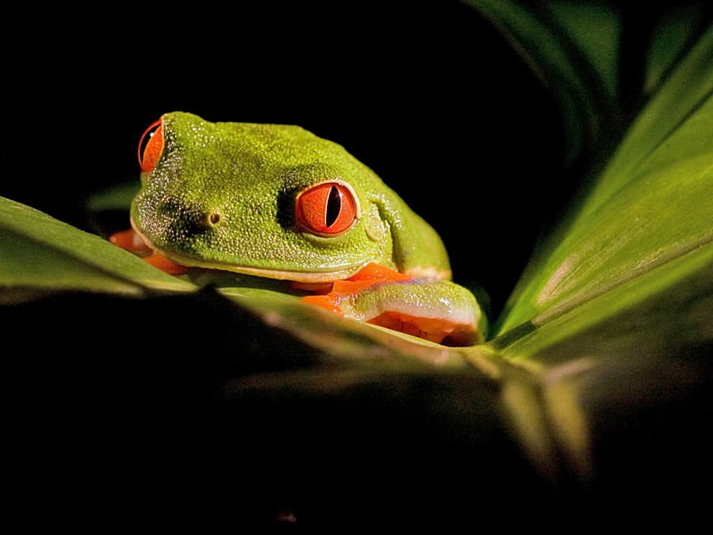 RED EYED FROG, CUTE, FROG, RED, EYED, HD wallpaper