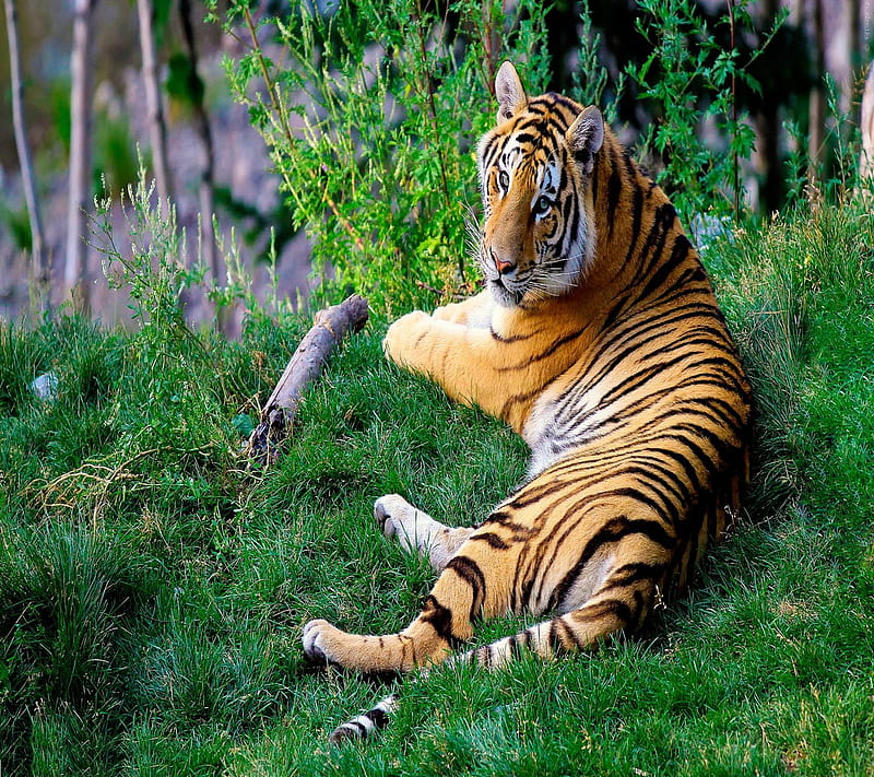 Tiger, look, nice, HD wallpaper