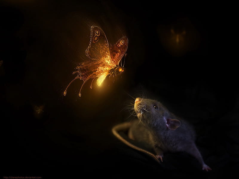 catch me if you can, butterfly, cg, mouse, rat, rodent, animal, HD wallpaper