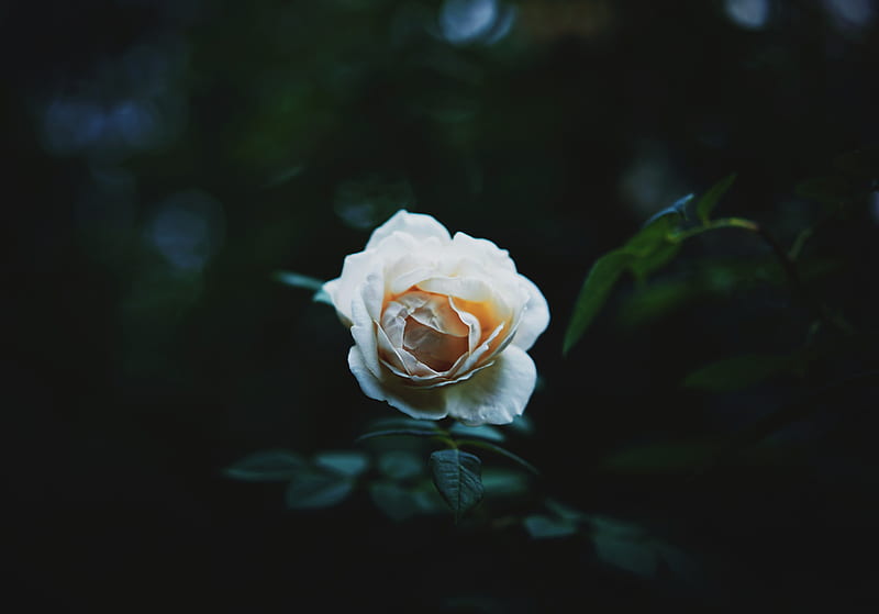 full-bloomed white rose, HD wallpaper