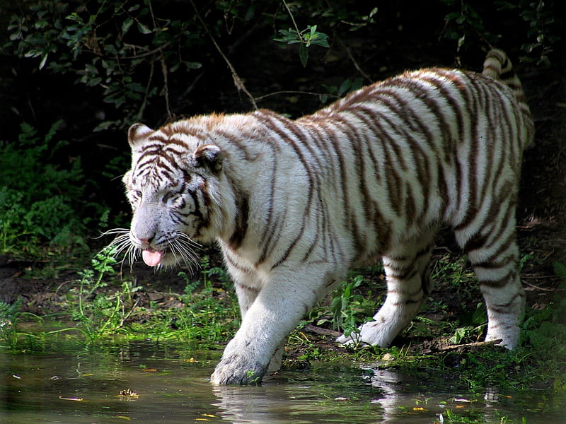 White Bengal Tiger, predator, wilderness, nature, water, HD wallpaper