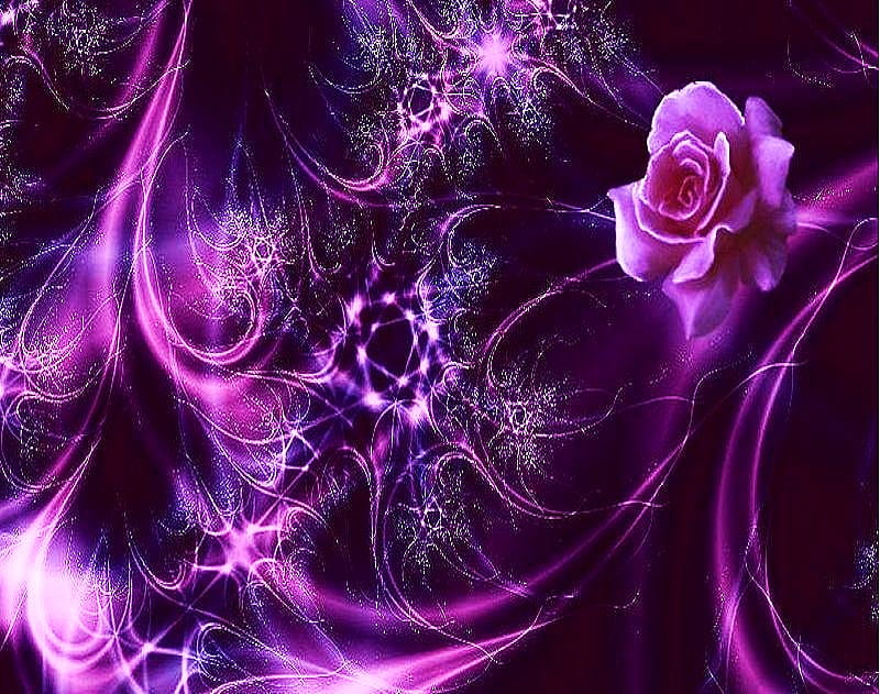 The rose, rose, swirls, abstract, pink, patterns, light, HD wallpaper