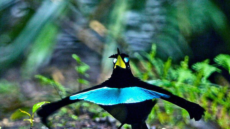 Vogelkop Superb Bird Of Paradise Blur Background Birds, HD wallpaper